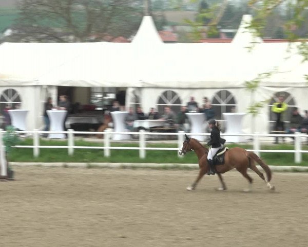 Reitturnier Ried am Riederberg 2022