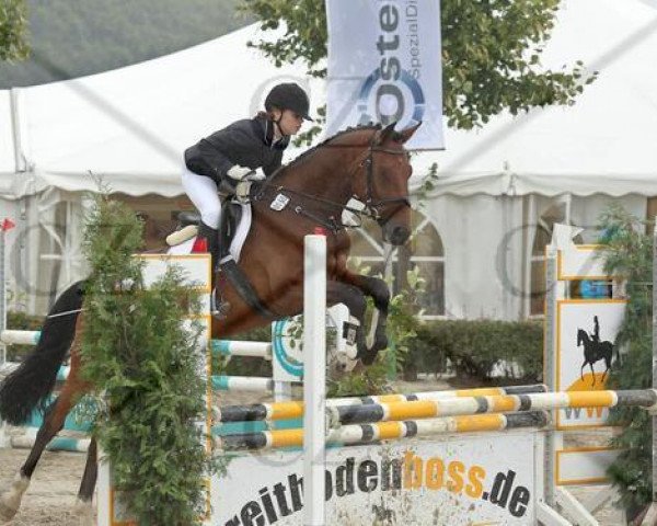 jumper Camirez Son (Westphalian, 2006, from Camirez L)