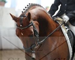 dressage horse Davina (Rhinelander, 2005, from Donquestador)