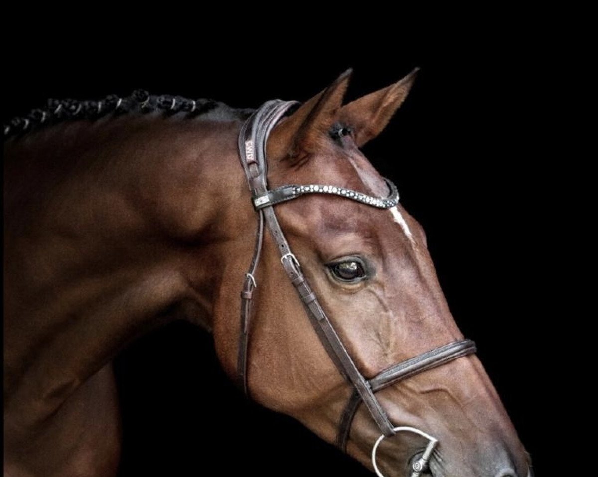 jumper Ustrov H (Zangersheide riding horse, 2015, from Ustinov)
