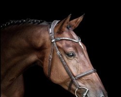 jumper Ustrov H (Zangersheide riding horse, 2015, from Ustinov)