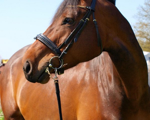 horse Galdina (Oldenburg, 2007, from Heops)