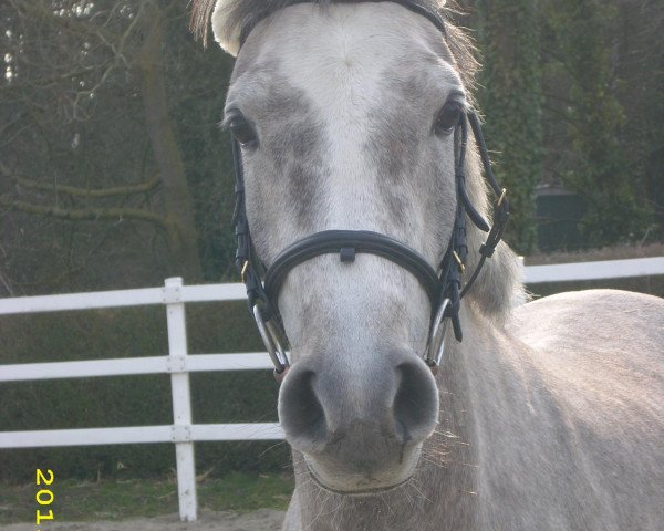 broodmare El S Kassya ox (Arabian purebred, 2010, from El Sadeek Ibn Maysoun ox)