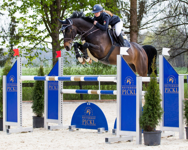 jumper Carl Cariscar (German Sport Horse, 2015, from Cariscar)