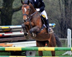 Cavallo da salto Beluna 3 (Cavallo a sangue caldo austriaco, 2002, di Leviano)