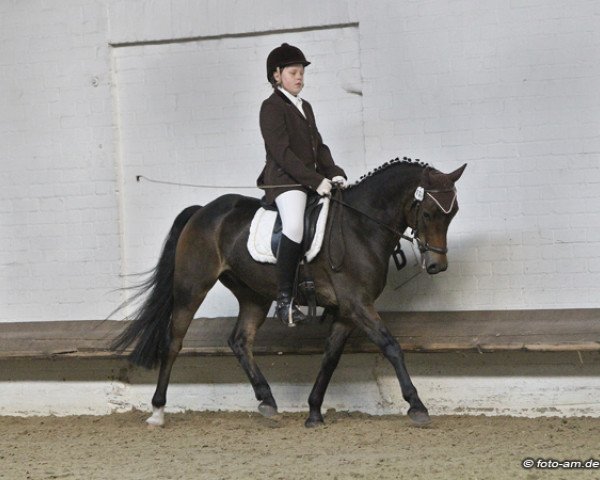 jumper Mexol (German Riding Pony, 2004, from Mambo Moscan)