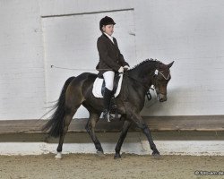 Springpferd Mexol (Deutsches Reitpony, 2004, von Mambo Moscan)