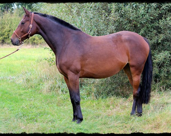 horse Ca Ina (Hanoverian, 2008, from Charming Boy 38)
