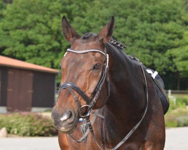 Pferd Adlon 59 (Brandenburger, 1995, von Abasko xx)