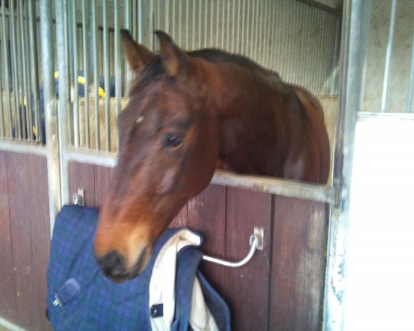 Pferd Ronaldinho (Hannoveraner, 2001, von Regazzoni)