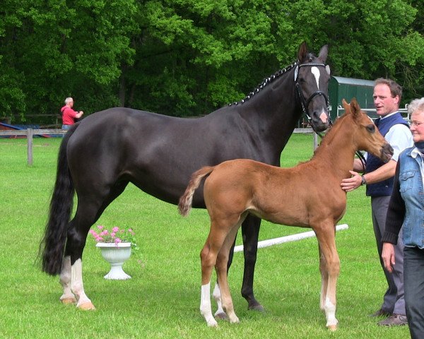 dressage horse VALEGRA 3 (Westphalian, 2013, from Vitalis)