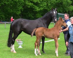 Dressurpferd VALEGRA 3 (Westfale, 2013, von Vitalis)
