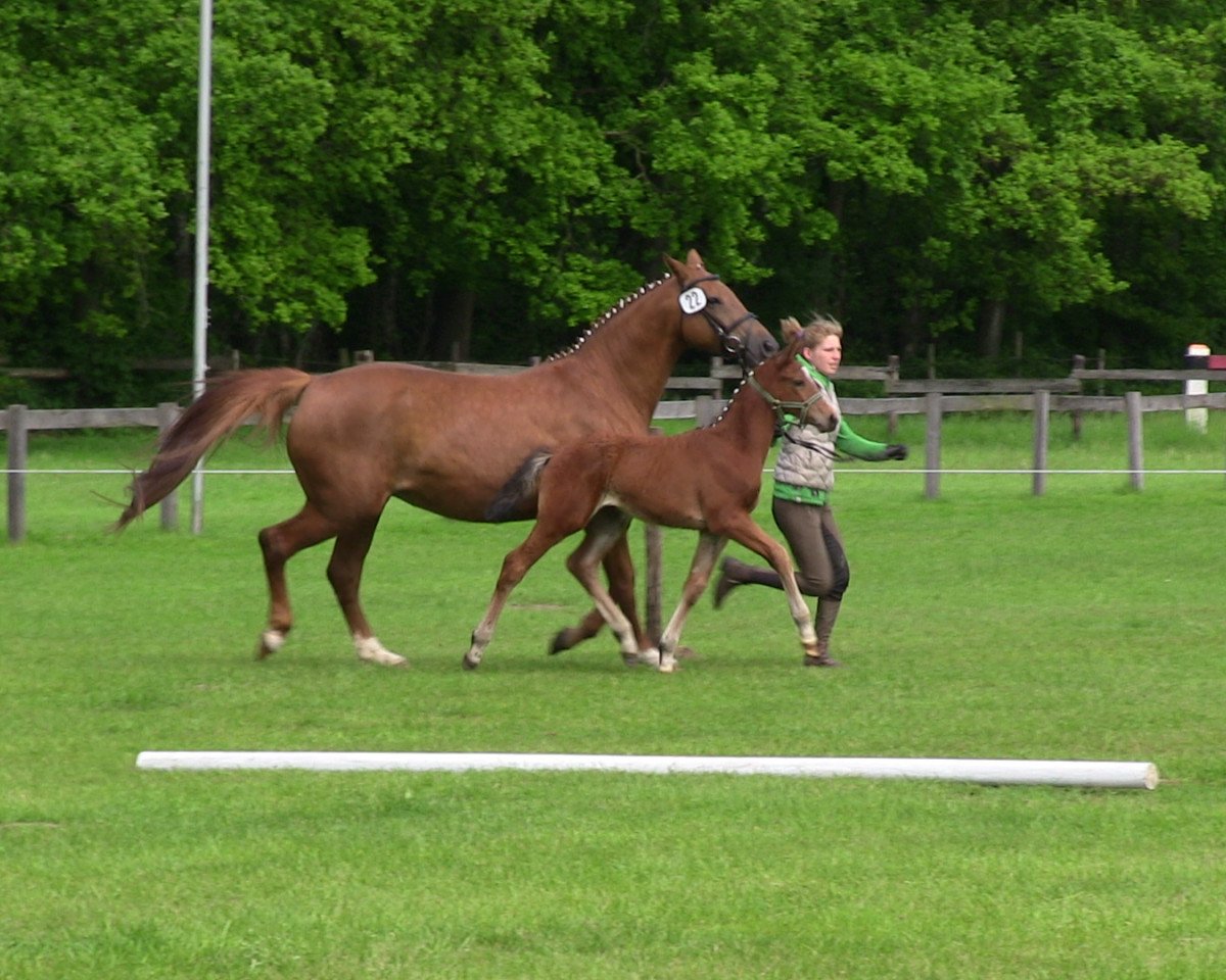 Dressurpferd Raffinesse de l'amour (Westfale, 2013, von Rock Forever NRW)