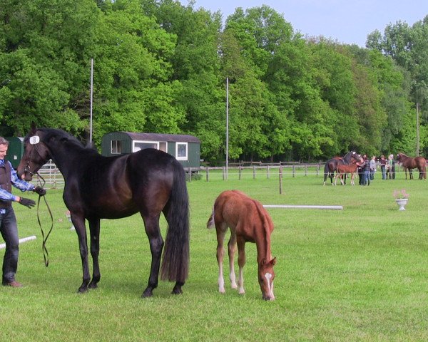 dressage horse Joker 606 (Westphalian, 2013, from Glock's Johnson Tn)