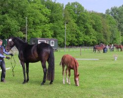 dressage horse Joker 606 (Westphalian, 2013, from Glock's Johnson Tn)