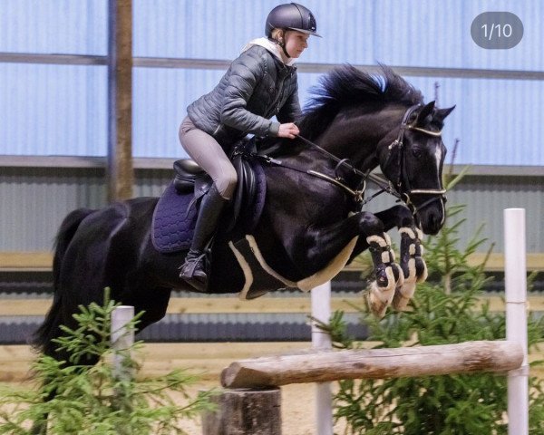 horse Goldengrove Supremacy (Welsh, 2013, from Holyoake Czar)