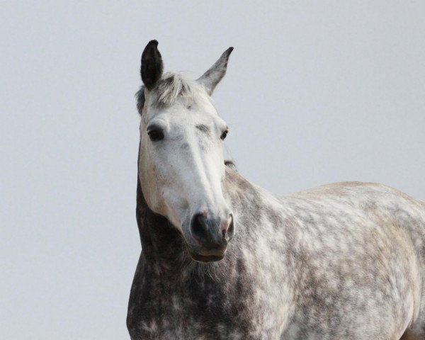 broodmare Djahill de La Grange (Belgian Warmblood, 2003, from Parco) broodmare Djahill de La Grange (Belgian Warmblood, 2003, from Parco)
