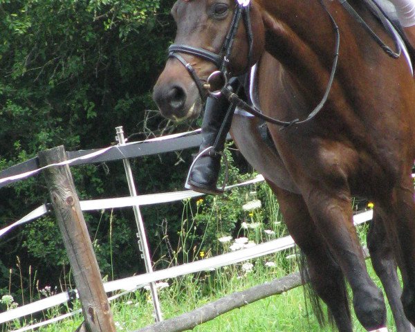dressage horse Pierce 2 (Trakehner, 1999, from Lehndorff's)
