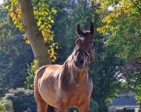 horse Balou (Holsteiner, 2011, from Com Air II)