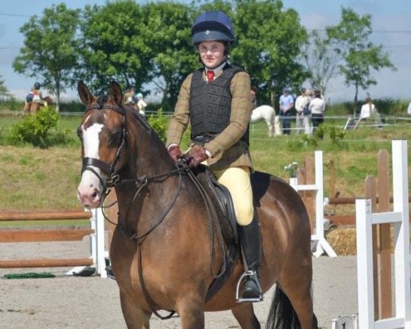 horse Goldengrove Juliet (British Riding Pony, 2007, from Holyoake Czar)