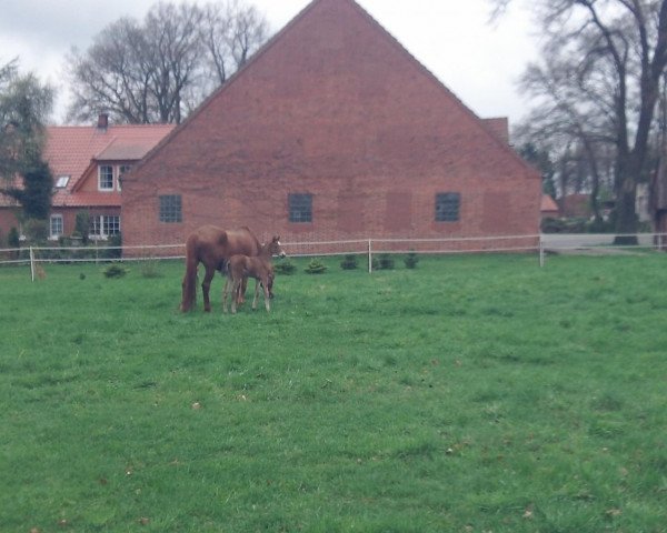 horse Stute von Quidamo (Westphalian, 2013, from Quidamo)