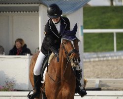 jumper Andimeza Z (Zangersheide riding horse, 2016, from Andiamo)