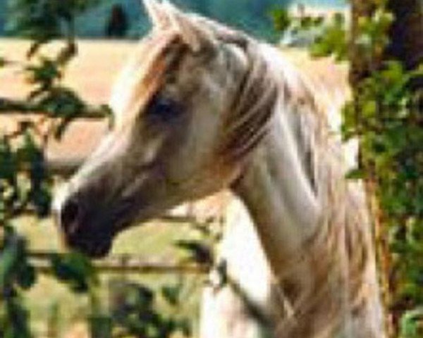 broodmare Zareefah 1976 EAO (Arabian purebred, 1976, from Malik 1970 EAO)