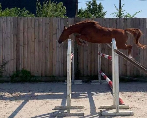 horse Isola Rossa Tame (Selle Français, 2018, from Chacco Rouge)