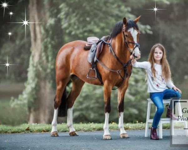 horse Goldengrove Party Time (British Riding Pony, 2014, from Holyoake Czar)