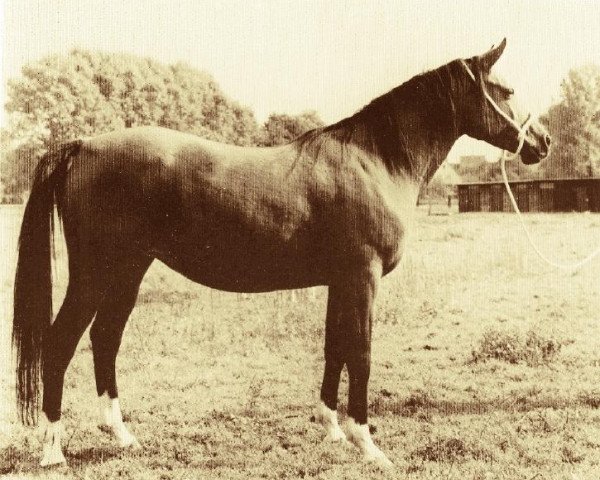 broodmare Nazeefa 1967 EAO (Arabian purebred, 1967, from Gassir 1941 RAS)