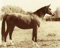 Zuchtstute Nazeefa 1967 EAO (Vollblutaraber, 1967, von Gassir 1941 RAS)