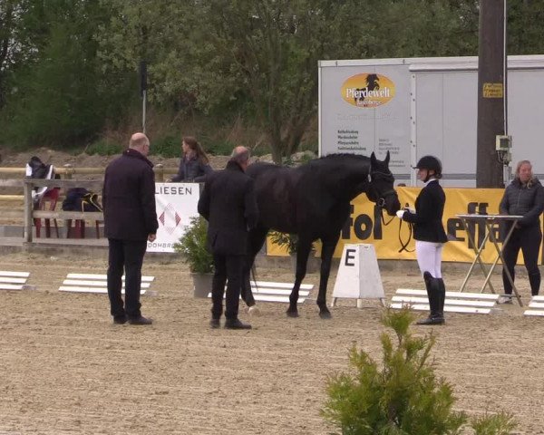Reitturnier Nienberge 2022