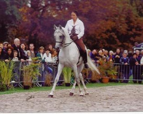 Pferd Mahyubi Son 1988 ox (Vollblutaraber, 1988, von Mahyubi Ibn Maisa 1982 ox)