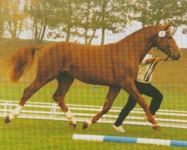 stallion Raglan (Bavarian, 1984, from Rasso)