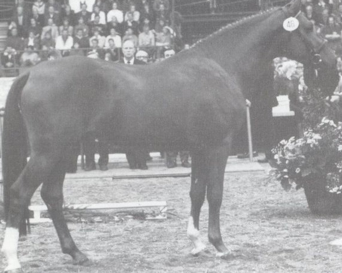 stallion Los Alamos (Holsteiner, 1985, from Lorenz)