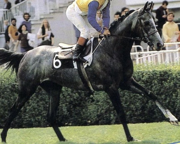 stallion Mourtazam xx (Thoroughbred, 1978, from Kalamoun xx)