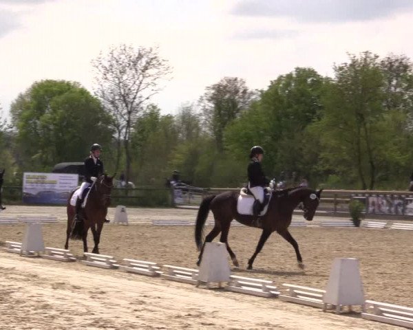 Reitturnier Nienberge 2022
