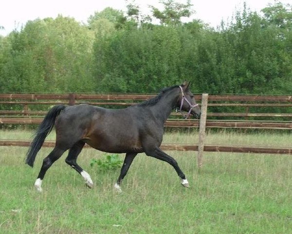 broodmare Care for You (Hanoverian, 1993, from Cashman)