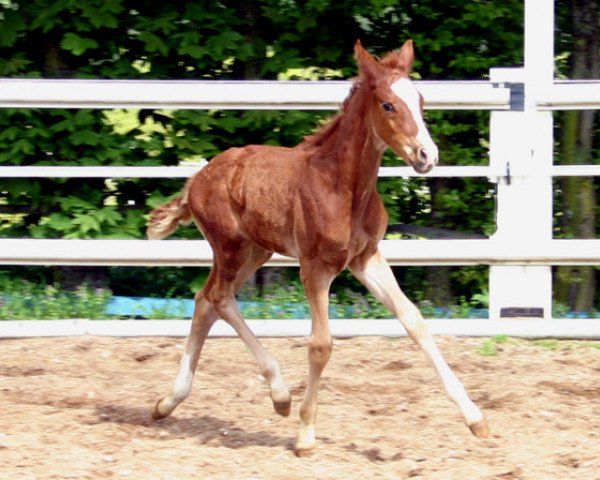 dressage horse Quasiro (German Warmblood, 2013, from DSP Quasi Gold Md)