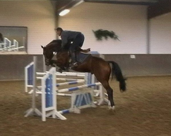 horse Arlington 16 (Oldenburg show jumper, 2001, from Acobat II) horse Arlington 16 (Oldenburg show jumper, 2001, from Acobat II)