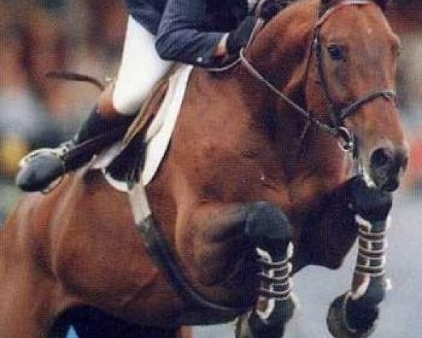 stallion Souviens Toi III (Selle Français, 1984, from Livarot)