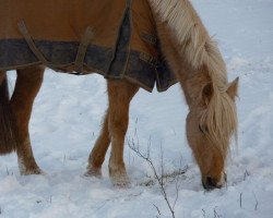 dressage horse Gipsy 1106 (German Riding Pony, 2000)