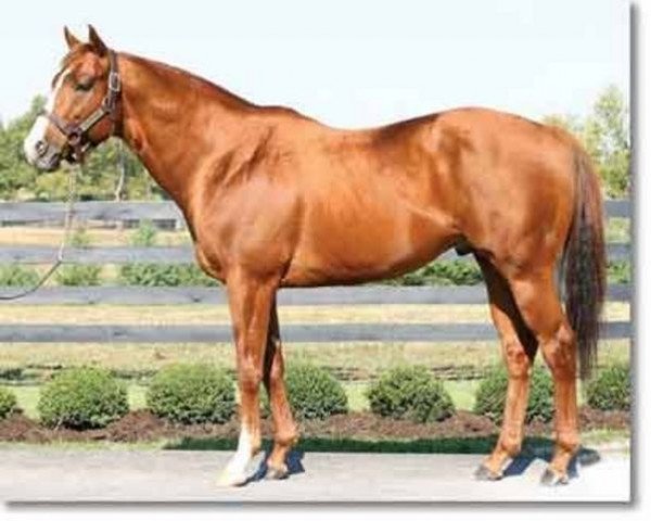 stallion Littleexpectations xx (Thoroughbred, 1997, from Valid Appeal xx)