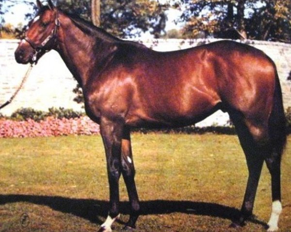 Deckhengst Storm Bird xx (Englisches Vollblut, 1978, von Northern Dancer xx) Deckhengst Storm Bird xx (Englisches Vollblut, 1978, von Northern Dancer xx)