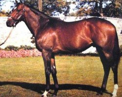 Deckhengst Storm Bird xx (Englisches Vollblut, 1978, von Northern Dancer xx)