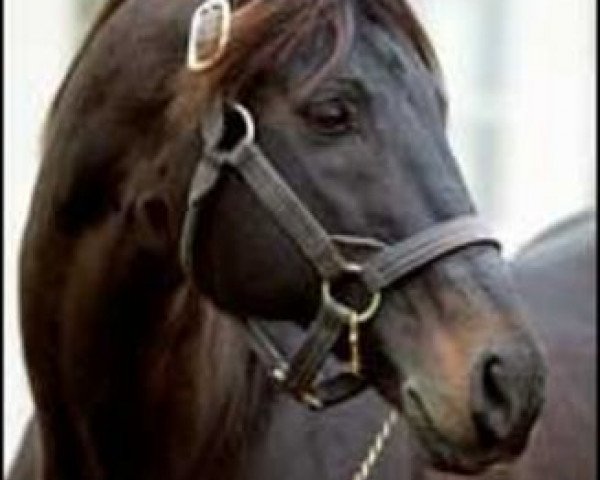 stallion Capote xx (Thoroughbred, 1984, from Seattle Slew xx)