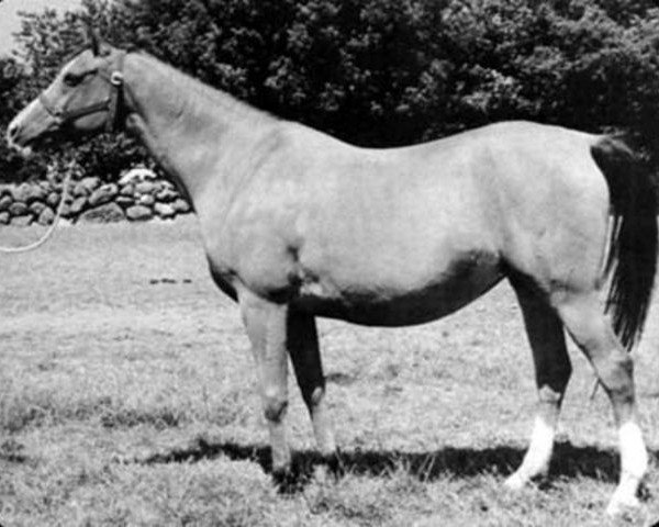 broodmare Sakla ox (Arabian purebred, 1953, from Amurath Sahib 1932 ox)