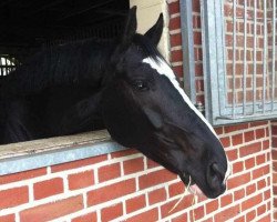 dressage horse Geronimo (Rhinelander, 2003, from Glorieux)