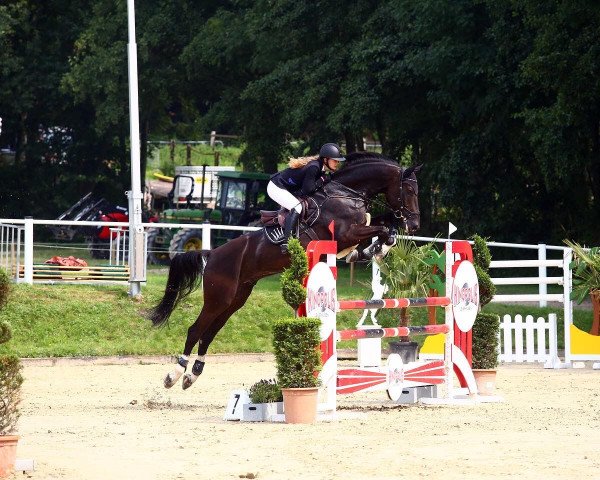 Springpferd Painted For Me (Hannoveraner, 2016, von Perigueux)