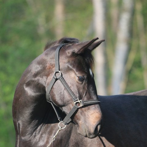 broodmare Lady Gaga (Austrian Warmblood, 2020, from Sir Donnerhall I)